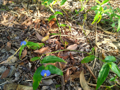 Commelina ensifolia