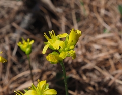 Draba aizoides