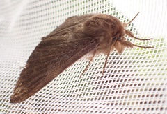 Phyllalia patens