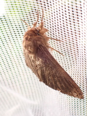 Phyllalia patens