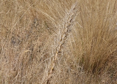 Aciphylla subflabellata