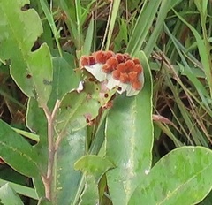 Lopesia parinarii