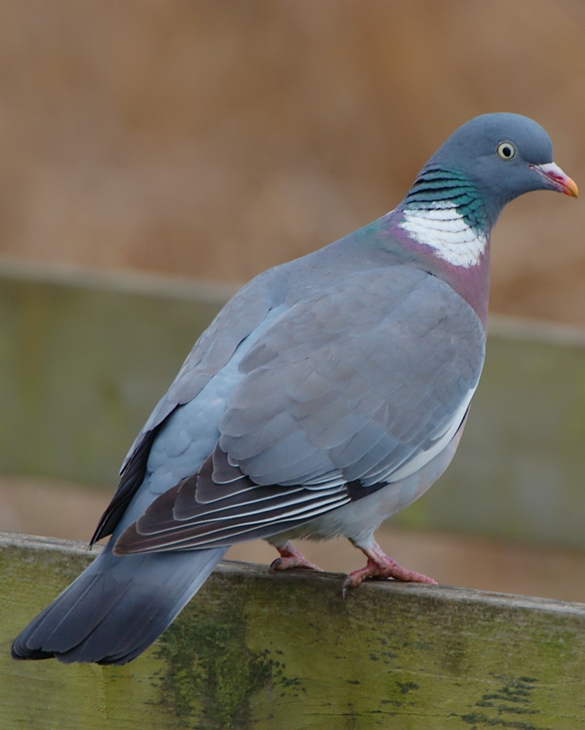 Common Wood Pigeon (Birds of Serbia - guide - old) · iNaturalist