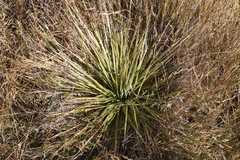 Aciphylla subflabellata
