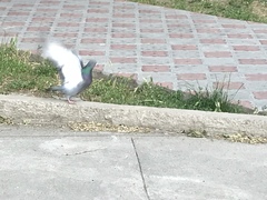 Columba livia domestica