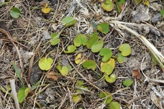 Dichondra brevifolia