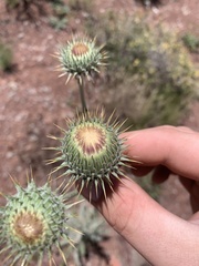 Cirsium neomexicanum utahense