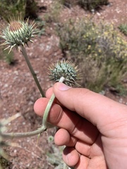 Cirsium neomexicanum utahense