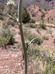 Cirsium neomexicanum utahense
