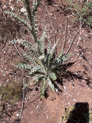 Cirsium neomexicanum utahense