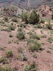 Cirsium neomexicanum utahense
