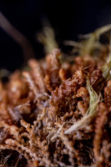 Neoorthocaulis binsteadii