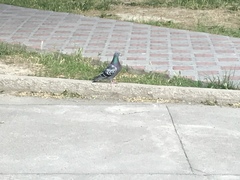 Columba livia domestica