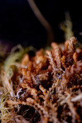 Neoorthocaulis binsteadii