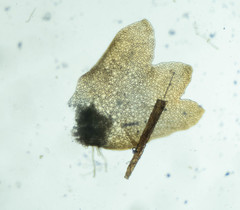 Neoorthocaulis binsteadii