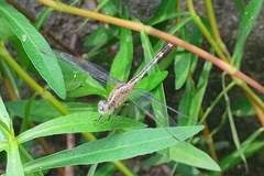 Diplacodes trivialis