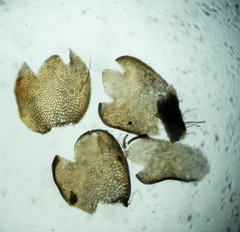 Neoorthocaulis binsteadii