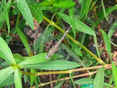 Diplacodes trivialis