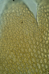 Neoorthocaulis binsteadii