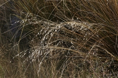 Chionochloa rubra