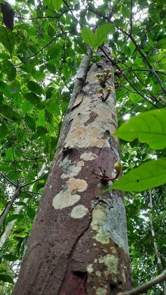 Iryanthera hostmannii