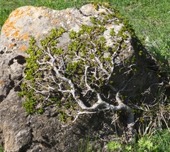 Rhamnus pumila