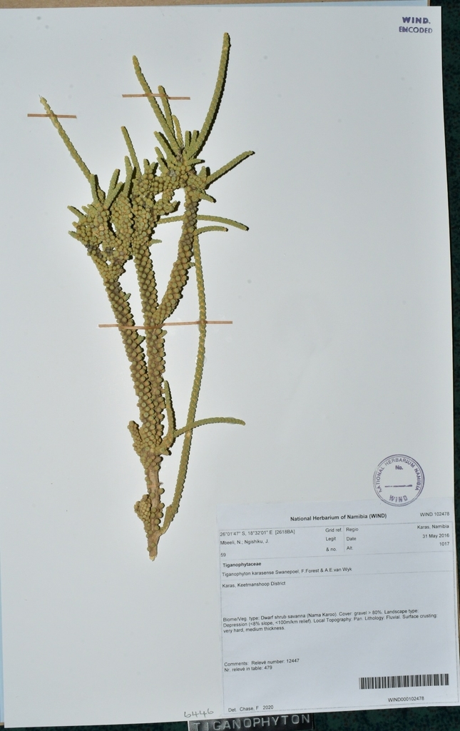 frying pan plant family