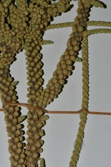 Tiganophyton karasense