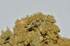 Tiganophyton karasense