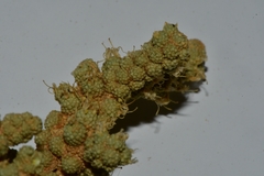 Tiganophyton karasense