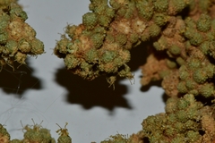 Tiganophyton karasense