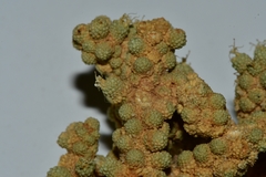 Tiganophyton karasense