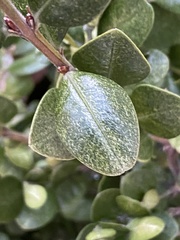 Eurytetranychus buxi