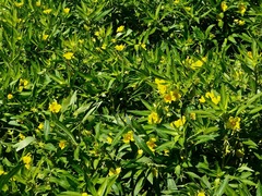 Ludwigia peploides montevidensis