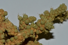 Tiganophyton karasense