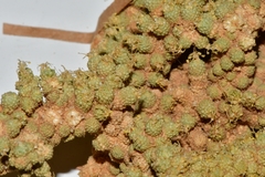 Tiganophyton karasense