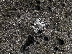 Myriolecis semipallida