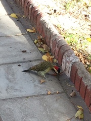 Colaptes melanochloros