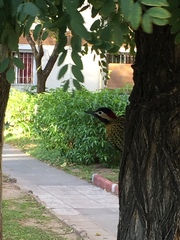 Colaptes melanochloros