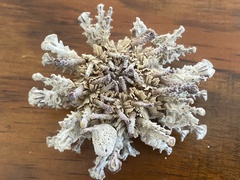 Goniocidaris impressa