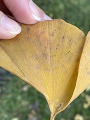 Bartheletia paradoxa