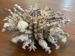 Goniocidaris impressa