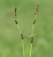 Carex hostiana