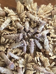 Goniocidaris impressa