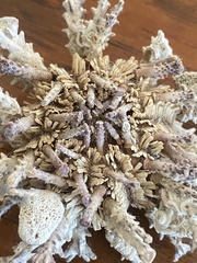 Goniocidaris impressa