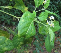 Solanum goetzei