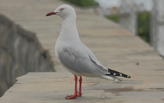 Chroicocephalus novaehollandiae