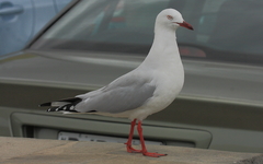 Chroicocephalus novaehollandiae