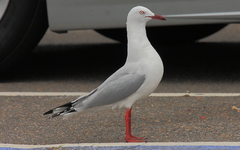 Chroicocephalus novaehollandiae