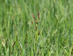Carex hostiana
